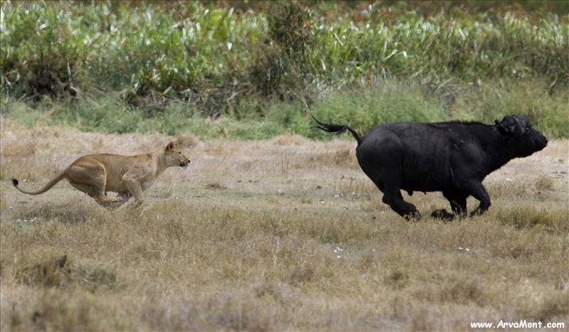 cheetah chasing lion